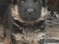 Щенки немецкой овчарки