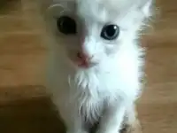 Отдам даром котяток