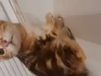 Котята курильского бобтейла, фотография 8