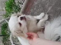 Щенки