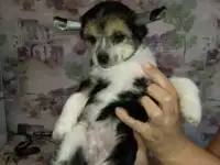 китайская хохлатая