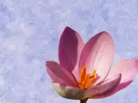 Краска Decora