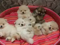Щенки померанского шпица