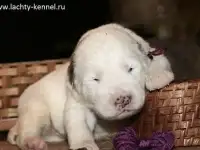 Породные щенки алабая
