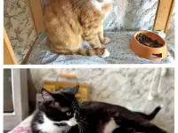 Ласковые домашние котики Кузя и Маркиз в добрые руки