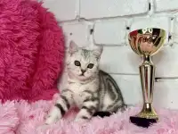 Британские котята, фотография 2