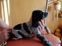 Щенки русского спаниеля