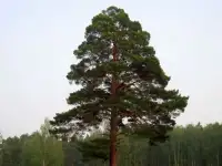 Сосна
