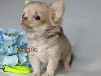 Лиловый мальчик чихуахуа длинношерстный, фотография 2
