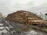 Бревна березовые для выработки лущеного шпона, ГОСТ, сорт 1-2  длина 5,2 м., диаметр от 13 см.