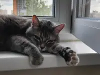 Кошка, фотография 2