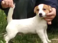 Щенки джек рассел терьера