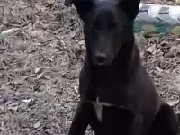 Срочно отдам 