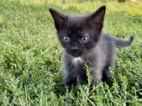 Котята от кошки-мышеловки, фотография 2