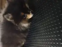 Стрижка собак и кошек
