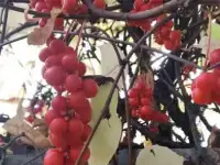 Лимонник китайский