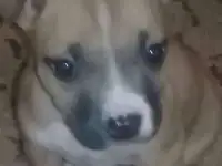 животные