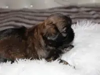 Продажа продаю мальчика шит цу от родителей, фотография 2
