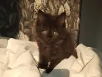 котята, фотография 5