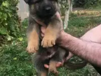 Щенок немецкой овчарки  девочка