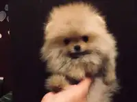 Микро мальчик и мини девочка, фотография 2