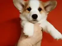 Щеночки Вельш Корги из питомника, фотография 3