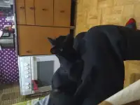 Котенок девочка