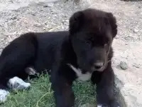 Обьявление