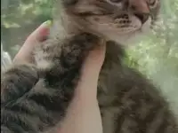 Кошка-В Дар!, фотография 3
