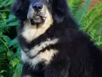 Щенок тибетского мастифа