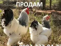 продать петуха брама, фотография 3