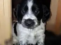 Русский охотничий спаниель