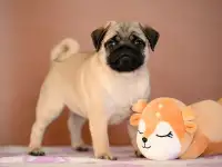 Деффченки-мопсечки!!!