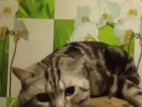 вязка с котом