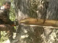 Расчистка дач, Спил деревьев, фотография 6