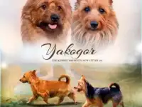 Щенки редкой породы Австралийский терьер
