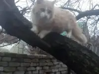 Отдам в хорошие руки, фотография 7