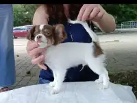 Щенки Чихуахуа, фотография 4