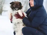Фантастической красоты небольшая собачка, фотография 3