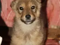Маленькие охранники, фотография 5