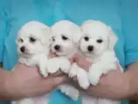 Щенки Бишон фризе