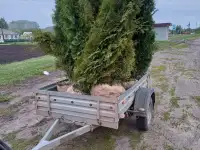 Туя западная Смарагд фото реальные., фотография 2