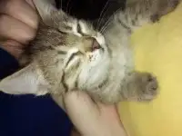 Котята в добрые руки, фотография 3
