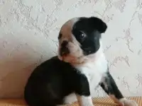 Бостон терьер щенки