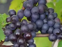 Виноград