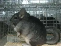 Корма и клетки для разведения шиншилл. 