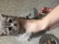 Отдам котят
