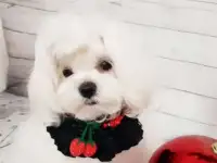 Щенок мальтийской болонки/мальтезе