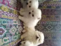 белые шпицульки