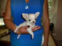 Мини чихуашки, фотография 4